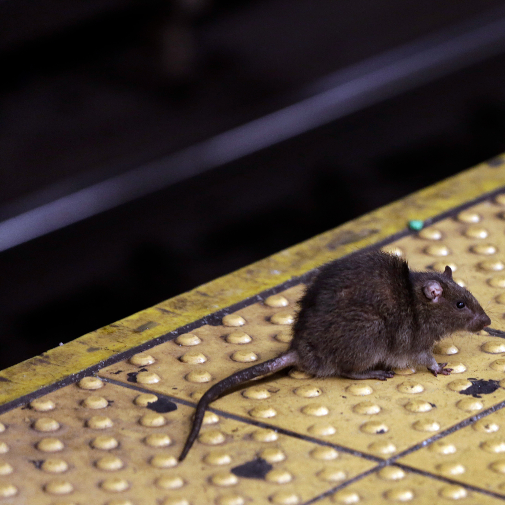 Alleged Jewish-Iranian spy & why rats may decide a mayoral race