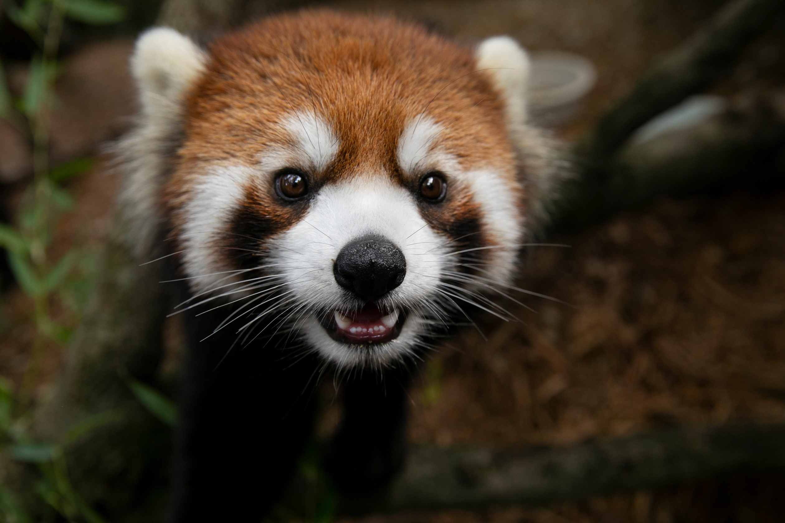 Vintage Tribune with Kori Rumore: The Journey of Brookfield Zoo’s First Panda Su-Lin