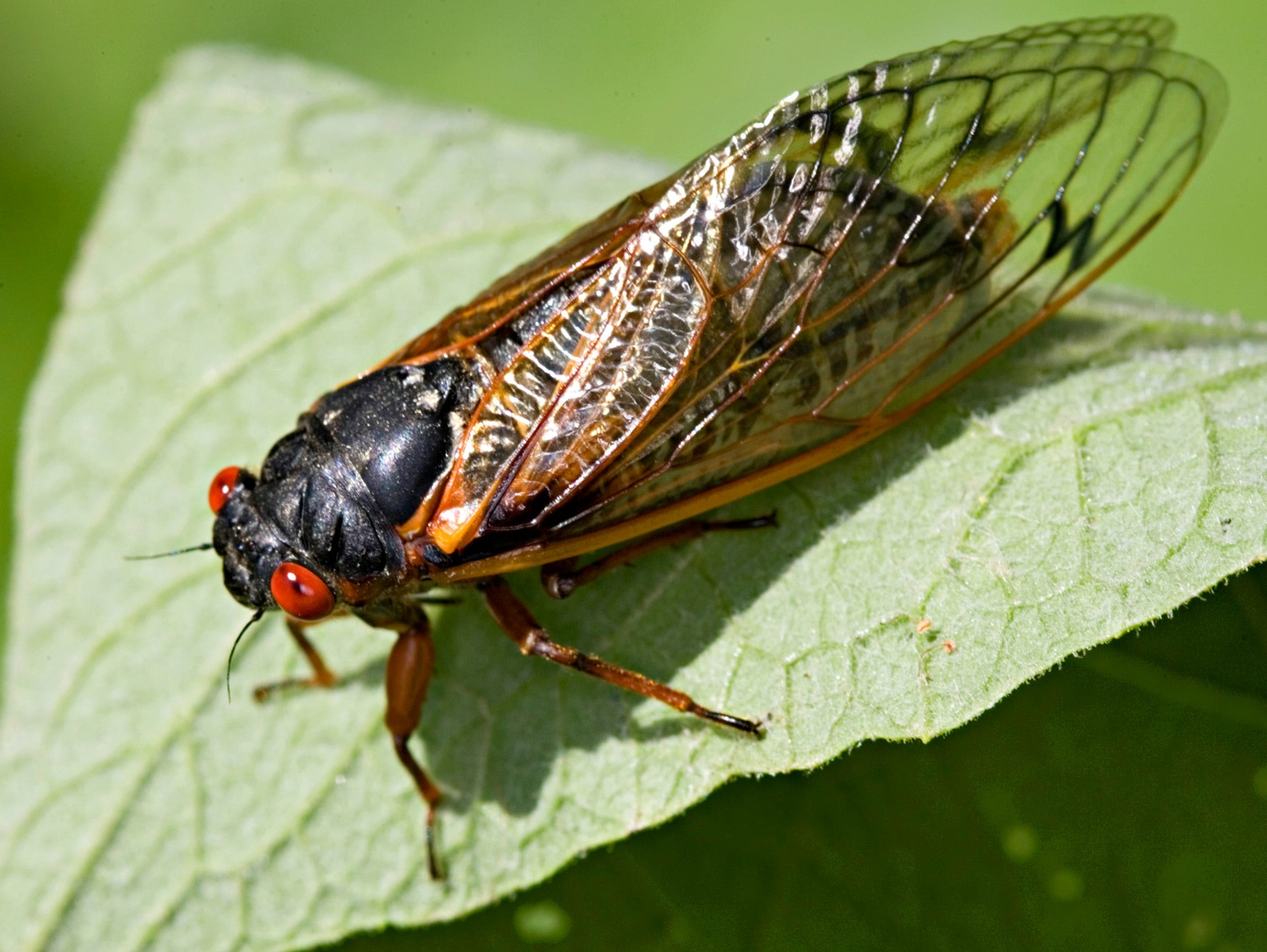 Bugs Life: Cean the Cicada on the Steve Cochran Show