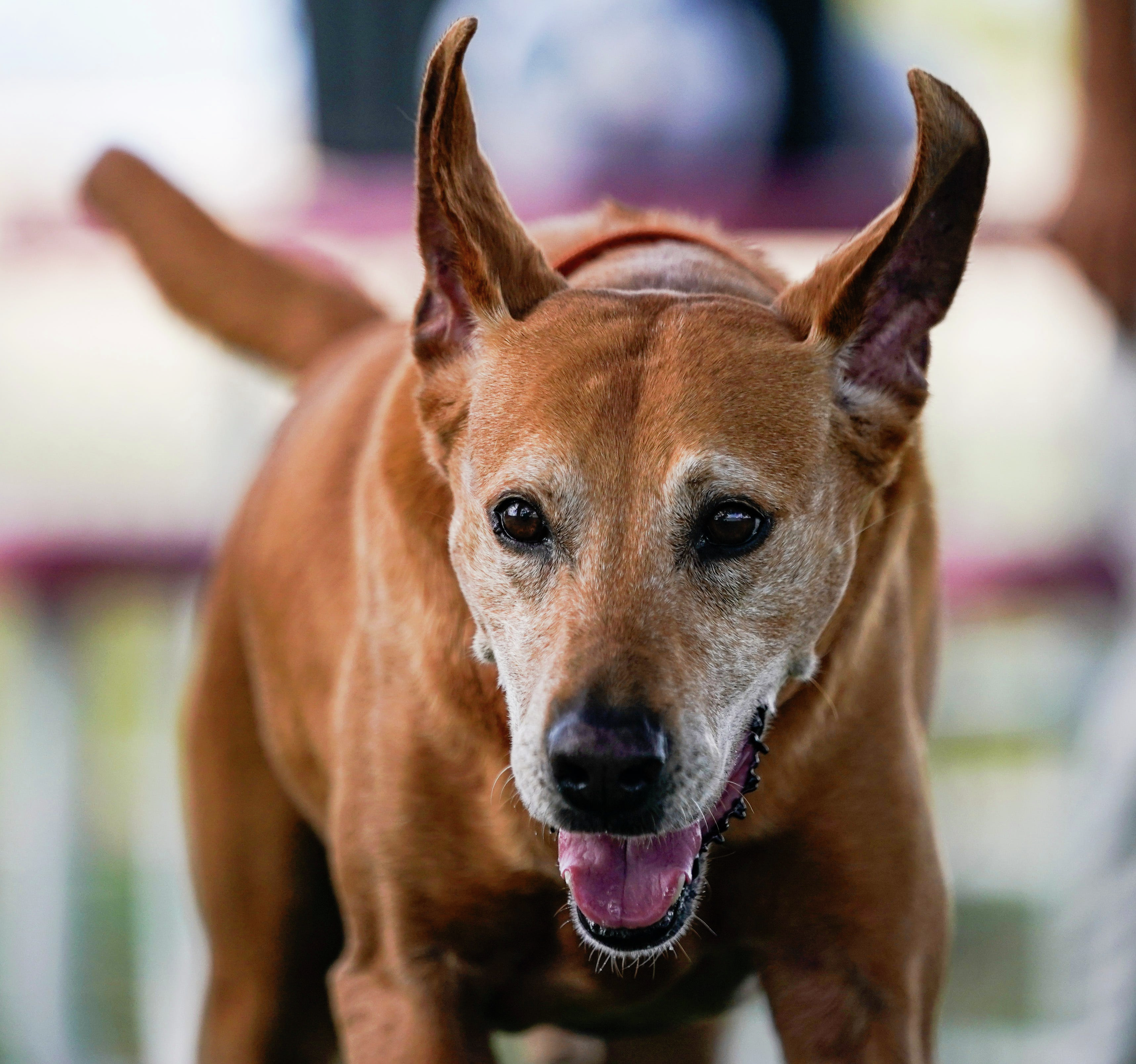 Mark Lucas from PAWS Chicago Joins the Ray Stevens Show to talk about adoptions and their upcoming events going on this weekend.