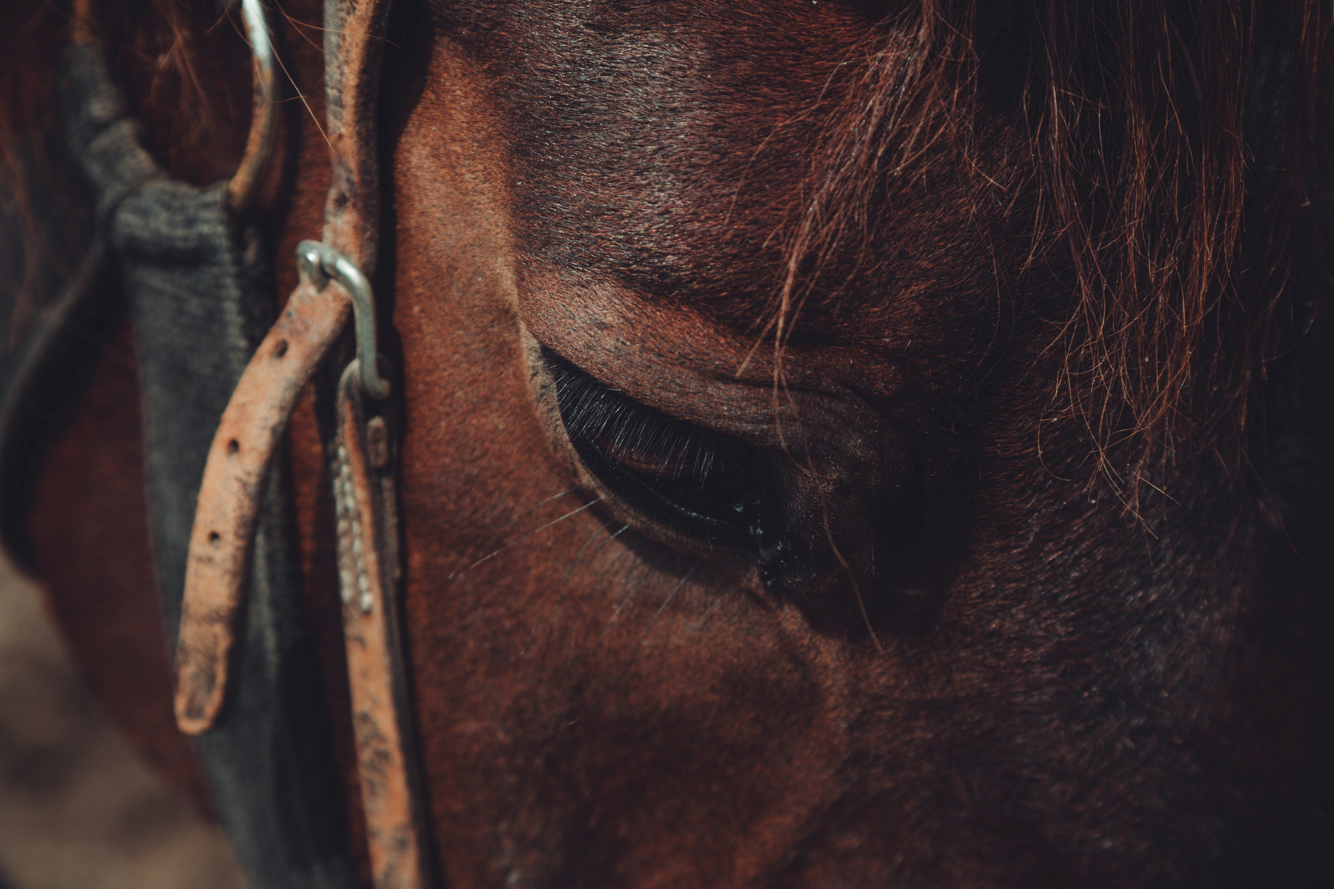 Palatine Stables to be Revisited by Park District