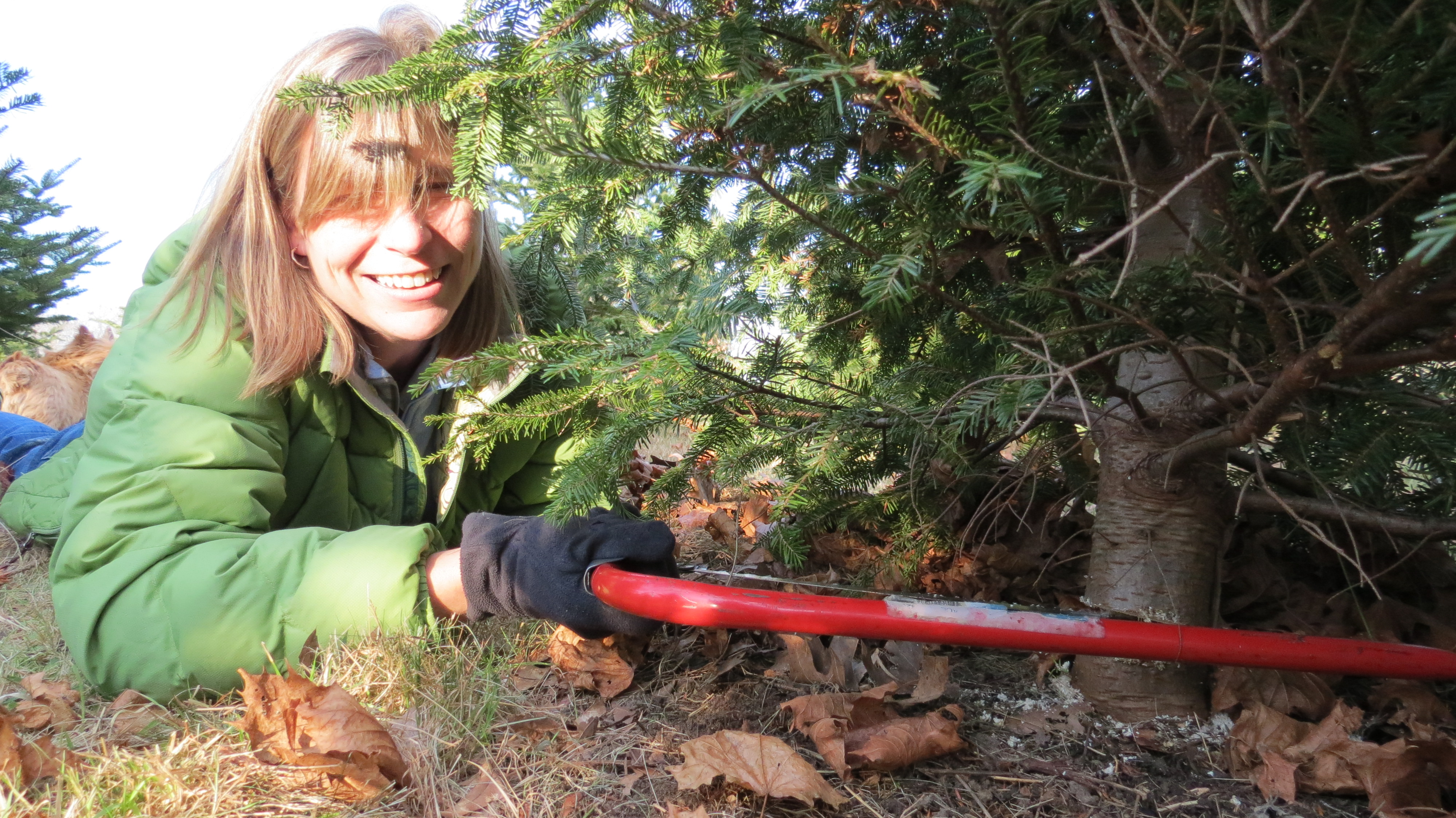 Where to cut your own Christmas tree on Cape Cod!