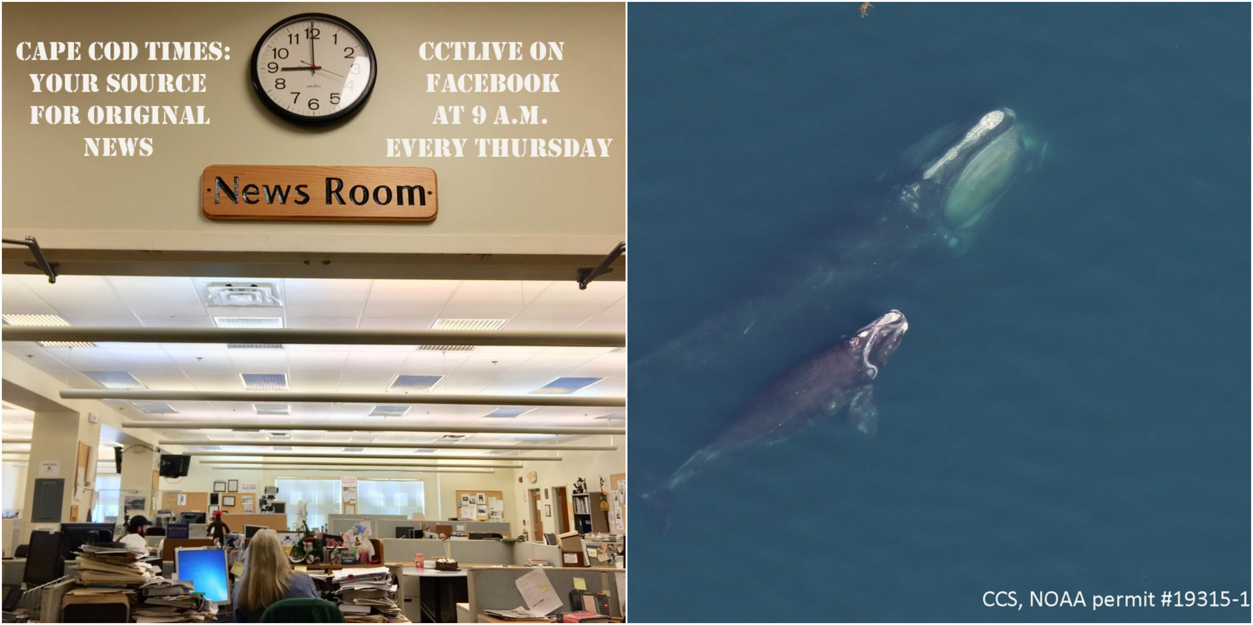 CCTLive: Right whale calf spotted, Wellfleet flats for sale and more