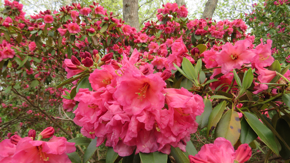 Flower power--here comes the Rhododendron Festival!