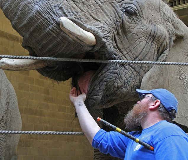 Zookeeper Brett Haskins always had a love for zoo animals, especially the elephants