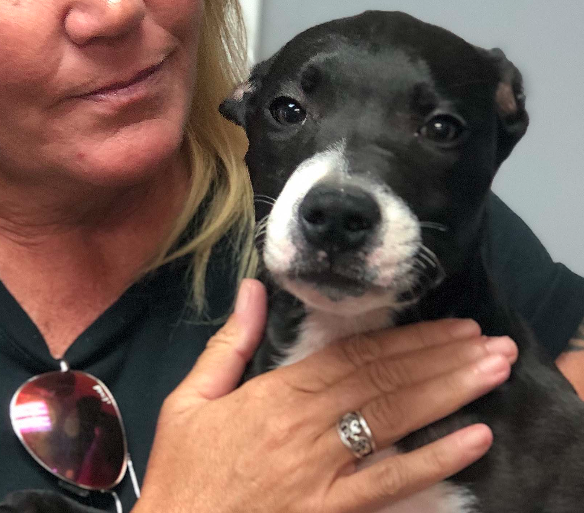 LISTEN: PAWS caring for Florida puppy thrown from bridge in Okaloosa County