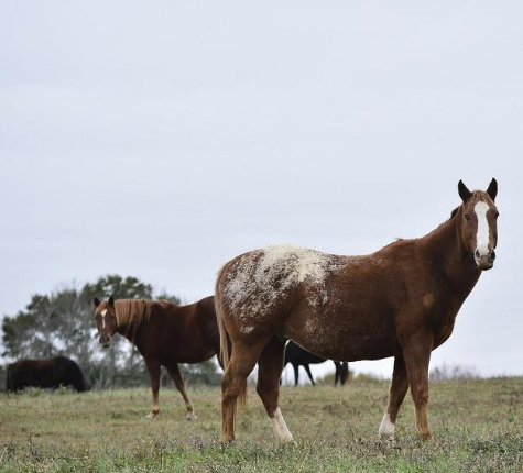 AUDIO EXTRA: Horse deaths in Upstate