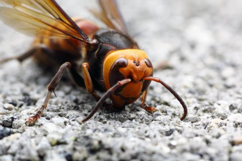 Pandemic And Moral Relativism; The Rush To A Vaccine; Asian Giant Hornets