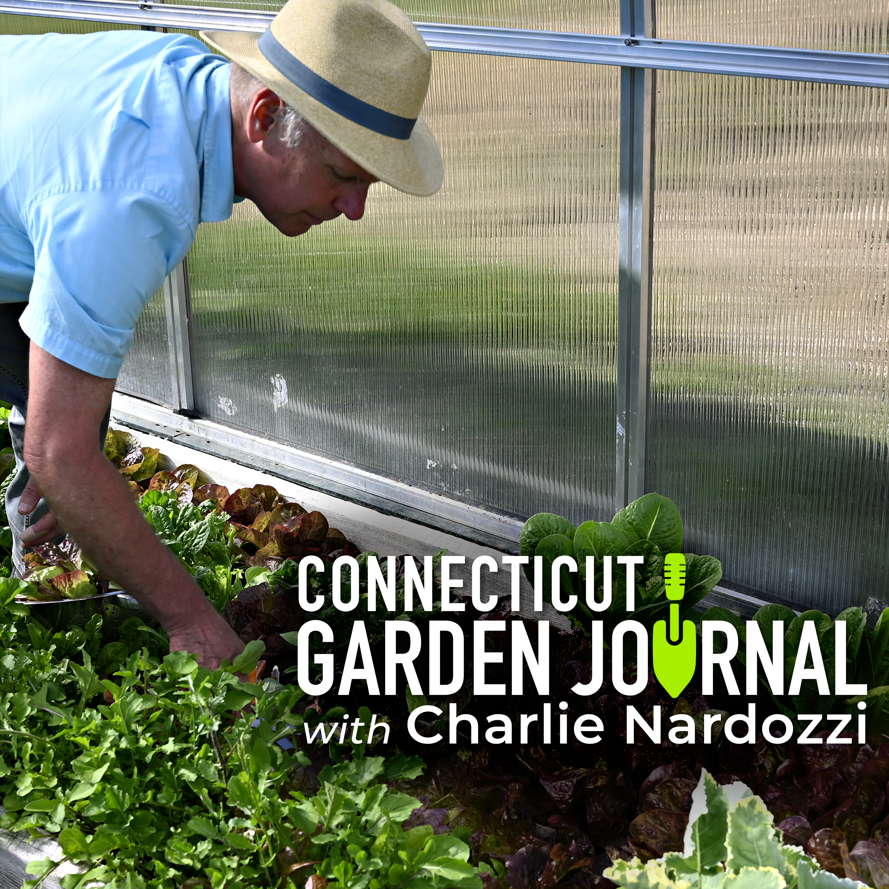 Connecticut Garden Journal: For the freshest peas, grow your own