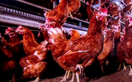 Ce que les poulets diront de nous aux archéologues du futur (EN REDIFFUSION)