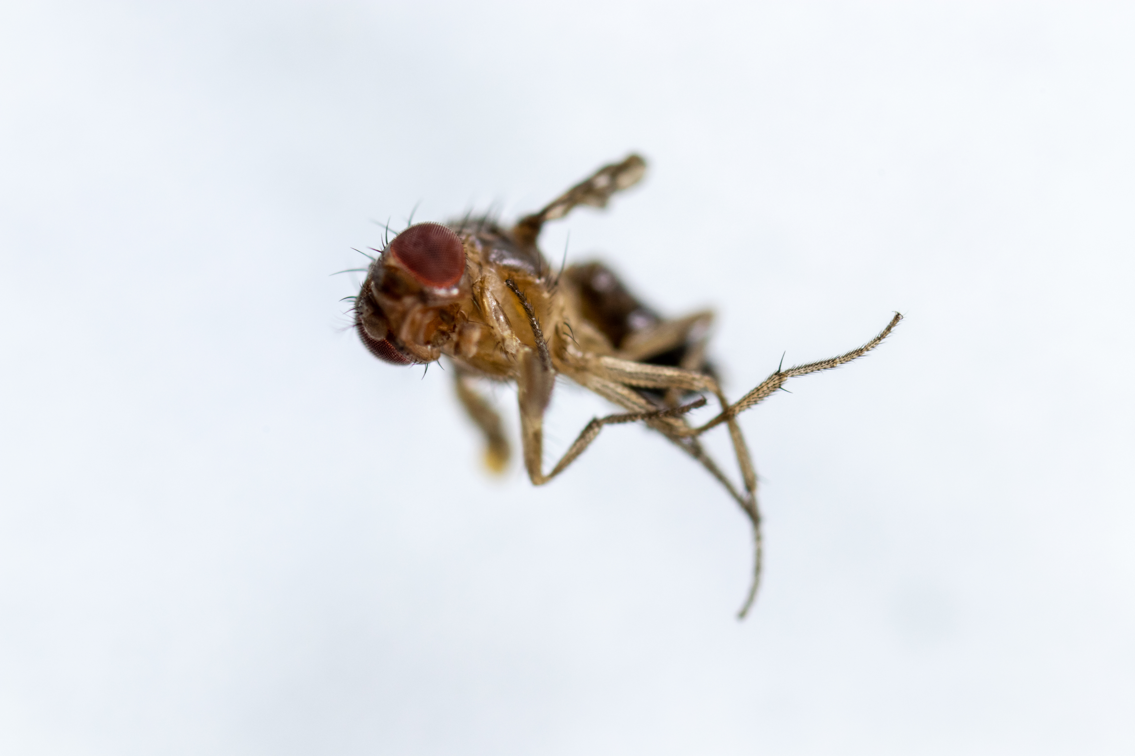 Au gym avec la mouche à fruit