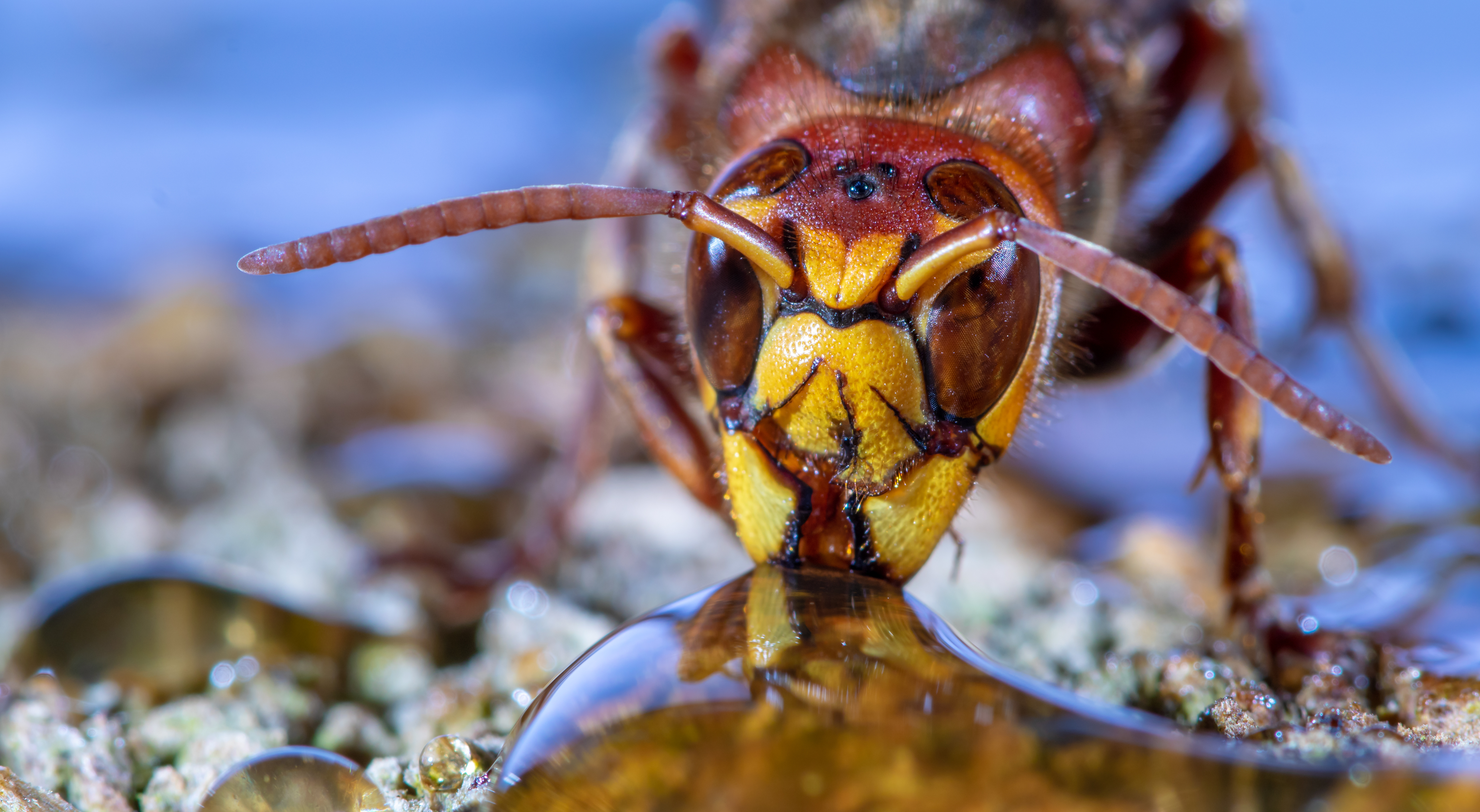 Pourquoi les insectes ne sont-ils pas plus gros?