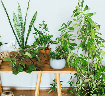 Plantas que transmitem boas energias