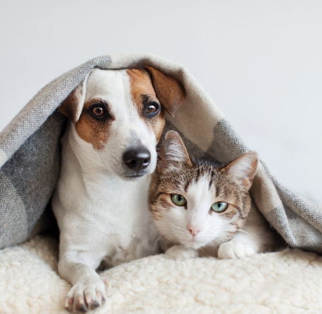 Cuidados com o pet no inverno