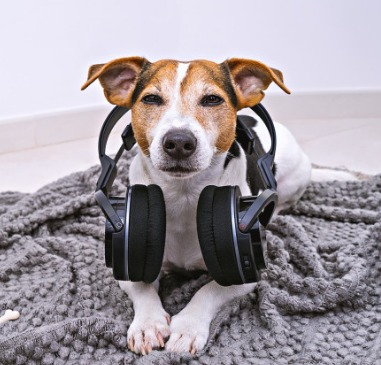 Músicas para cães e gatos