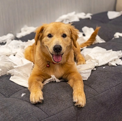 As emoções dos animais