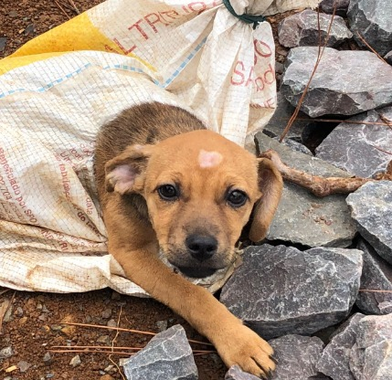 Os maus tratos e o abandono de animais