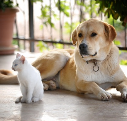 Opções de férias para cães e gatos