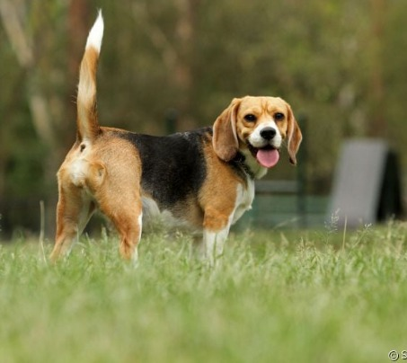 Cães abanando o rabo