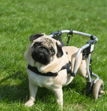 Cadeira de rodas para cachorro