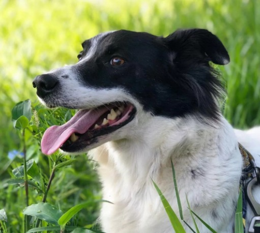 22/08/2023 Vantagens de adotar um cachorro adulto