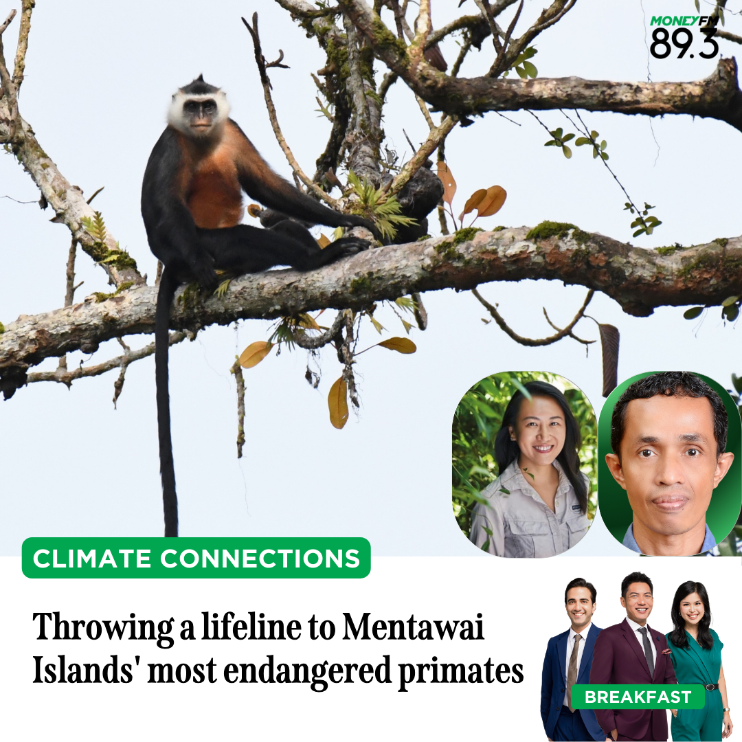 Climate Connections: Throwing a lifeline to Mentawai Islands' most endangered primates