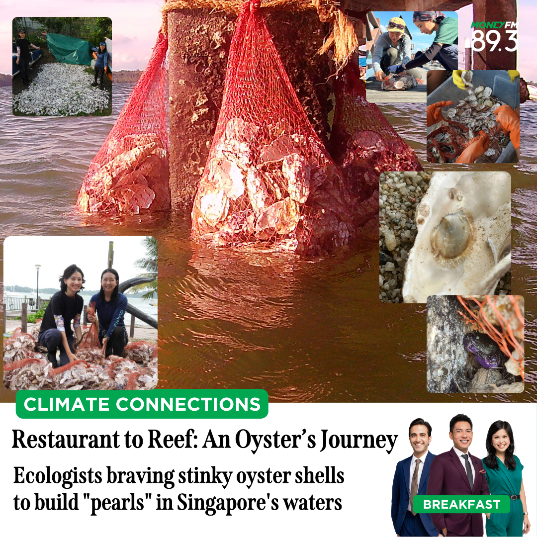 Climate Connections: Restaurant to Reef: An Oyster’s Journey - Ecologists braving stinky oyster shells  to build 