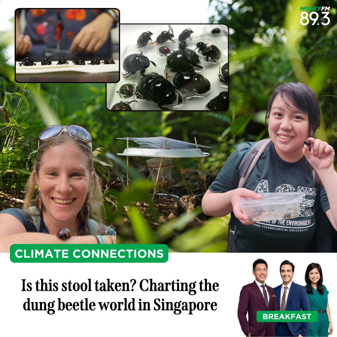 Climate Connections: Is this stool taken? Charting the dung beetle world in Singapore.