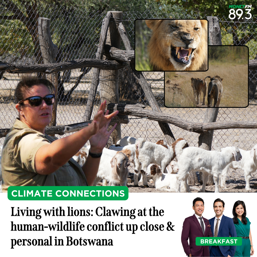 Climate Connections: Living with lions: Clawing at the human-wildlife conflict up close & personal in Botswana