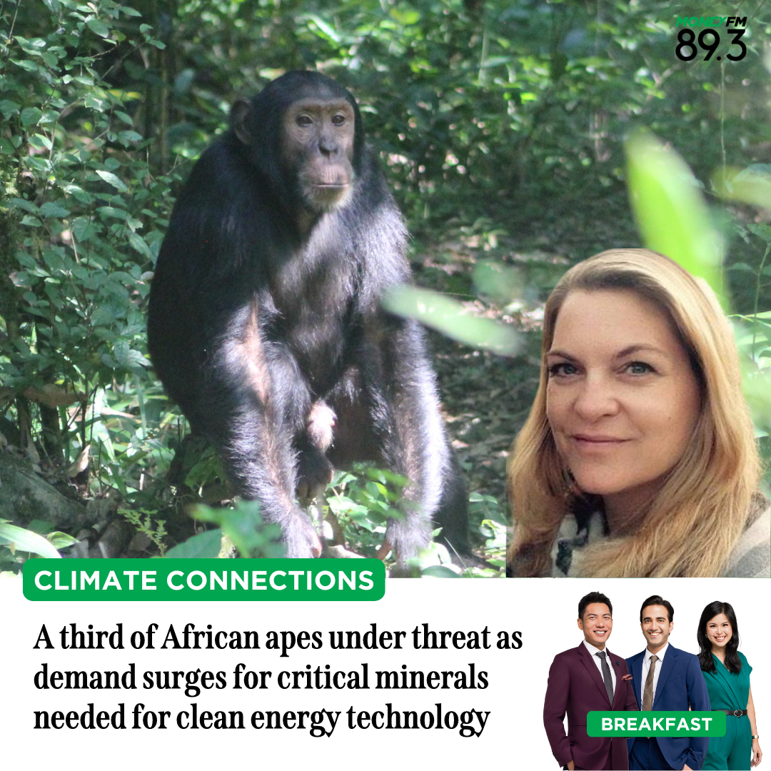 Climate Connections: A third of African apes under threat as demand surges for critical minerals needed for clean energy technology