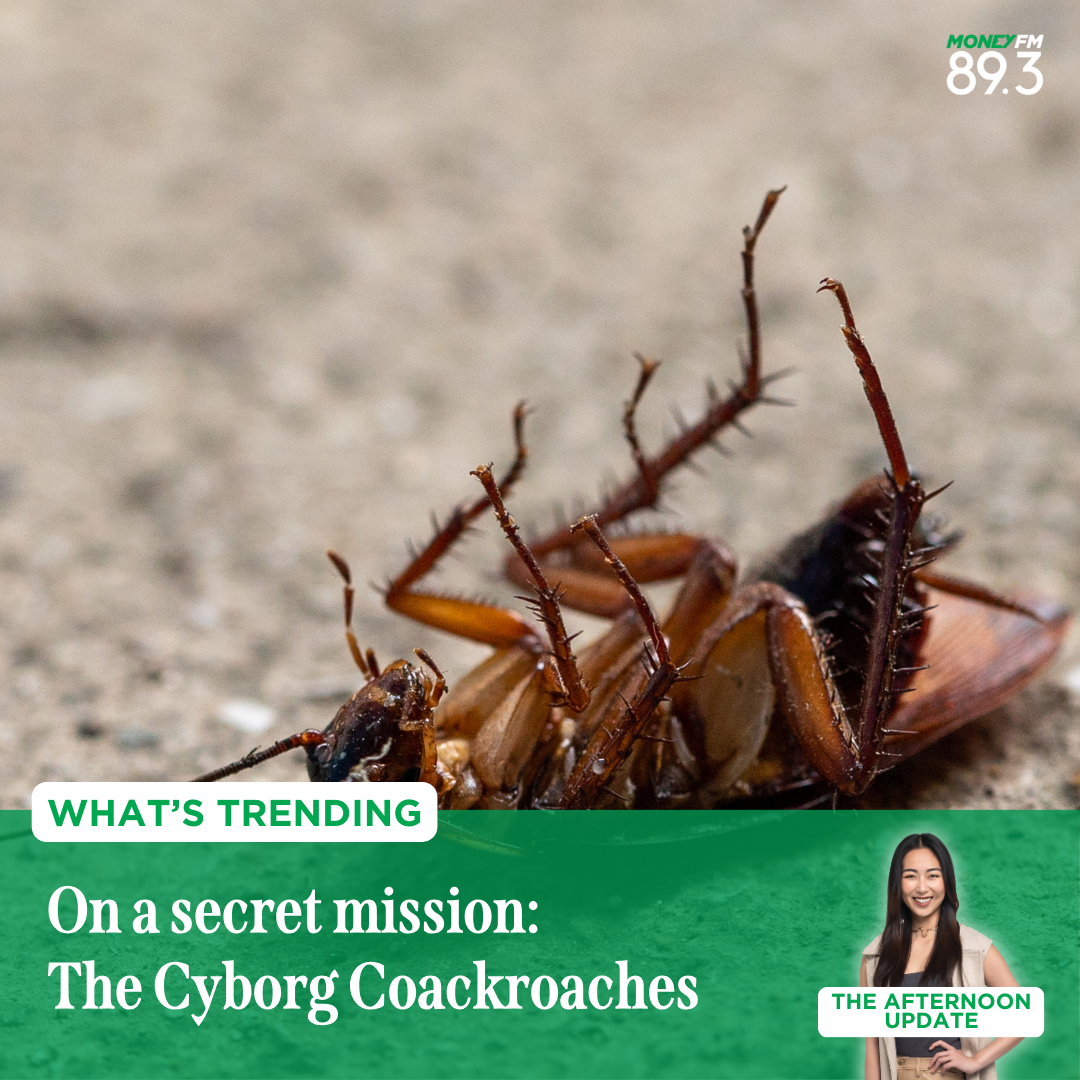 What's Trending: Why you might want to think twice before killing a cockroach