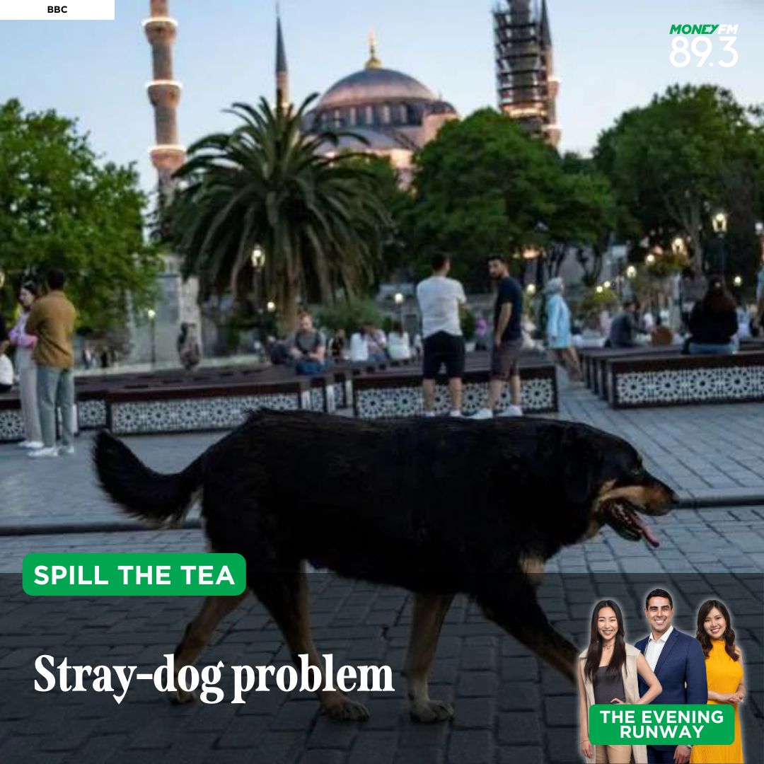 Spill the Tea: Should stray dogs be euthanised?