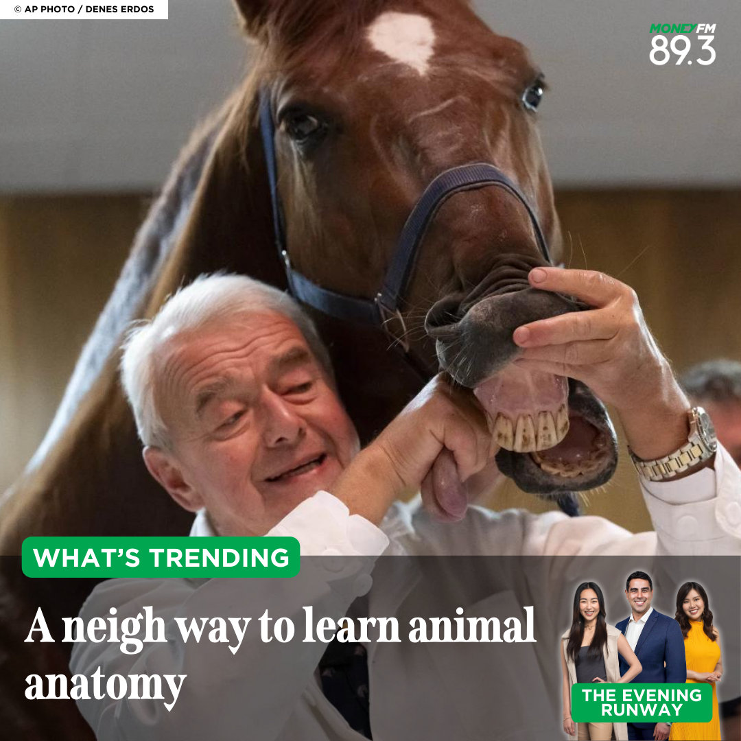 What's Trending: Live horses in vet school? That's neigh-ew!