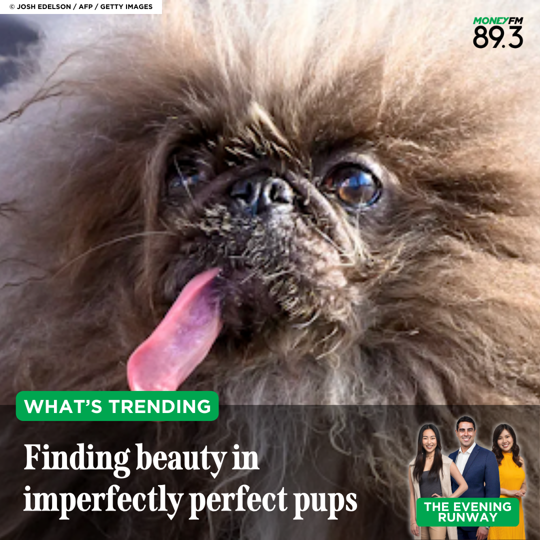 What's Trending: The world's ugliest paw-geant