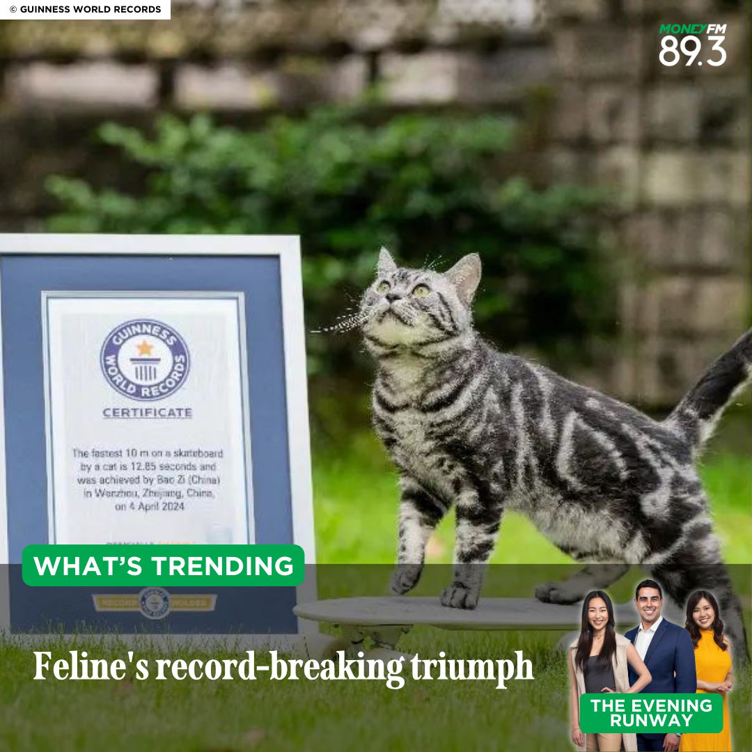 What's Trending: How this cat skated into the world record books