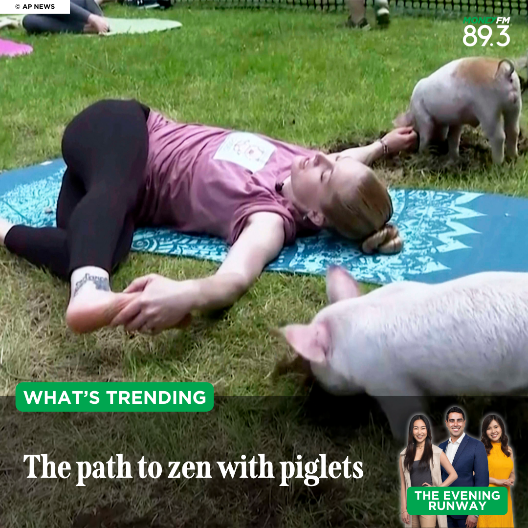 What's Trending: How is piglet yoga melting hearts and stress