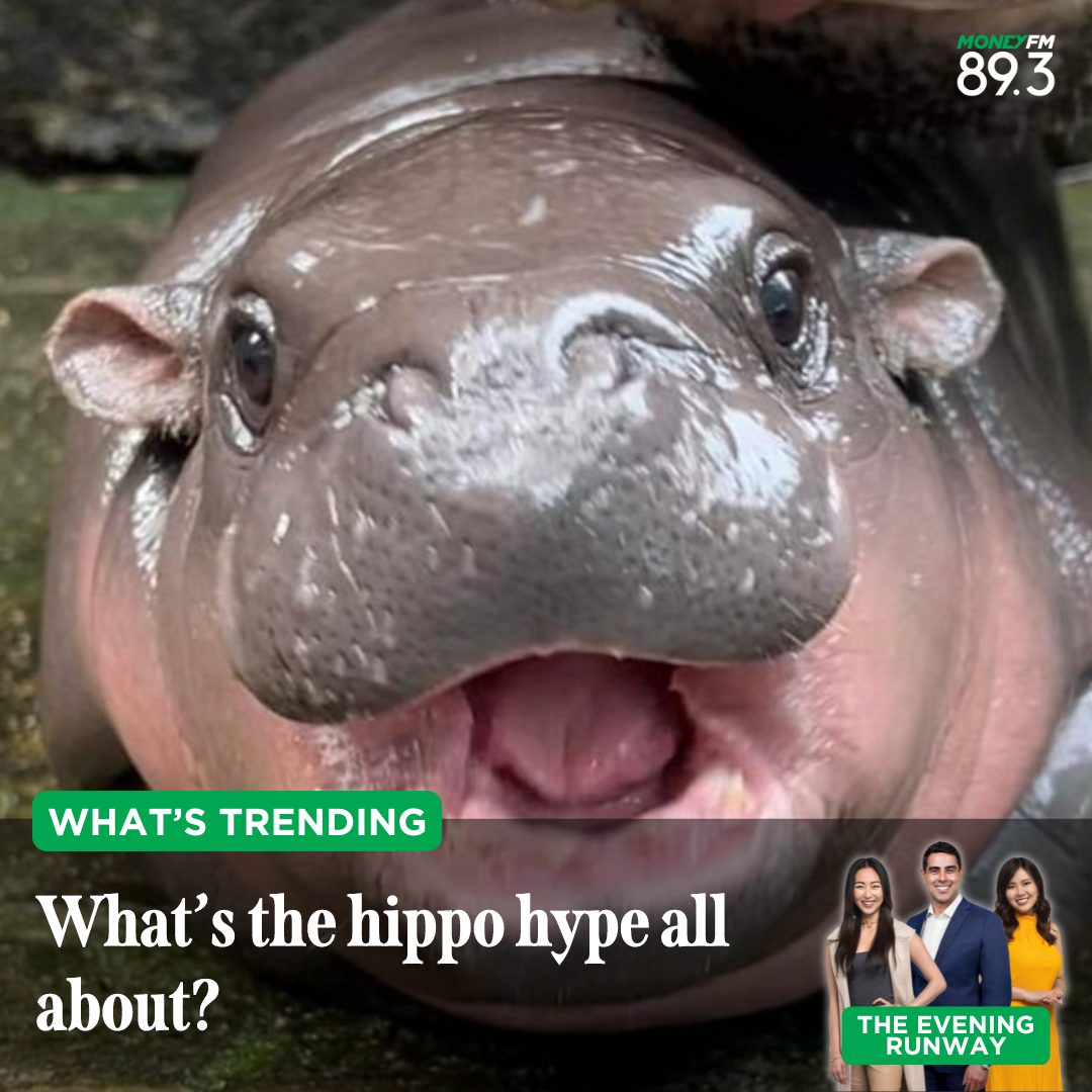 What's Trending: This hippo is taking over the internet