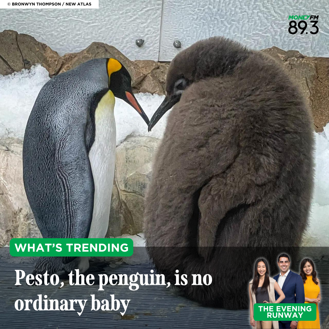 What's Trending: Have you heard of this giant baby penguin?