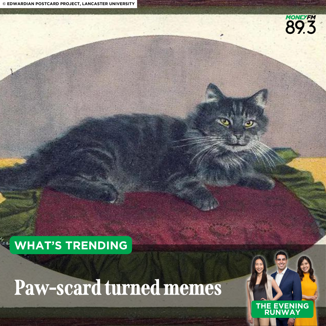 What's Trending: How do you send your cat memes?