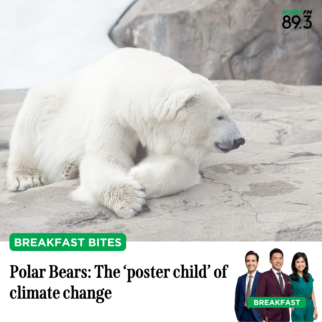 Breakfast Bites: Polar bears are black, and can swim faster than Michael Phelps!