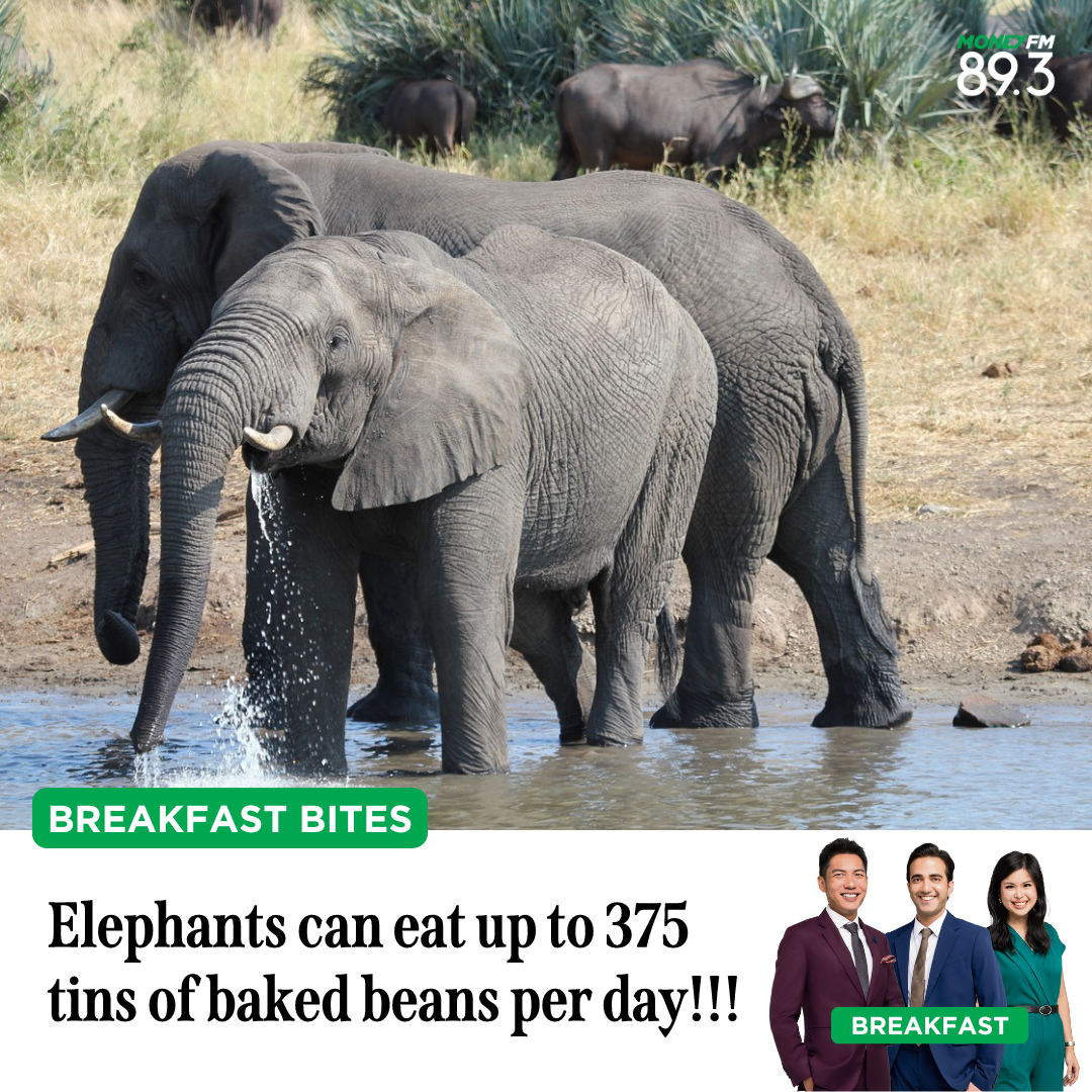 Breakfast Bites: Elephants can eat up to 375 tins of baked beans per day!