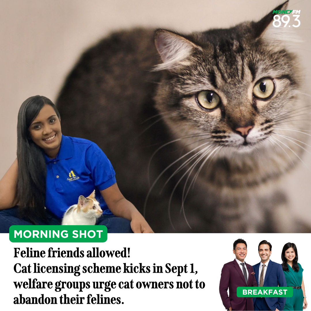 Morning Shot: Feline friends allowed! Cat licensing scheme kicks in Sept 1, welfare groups urge cat owners not to abandon their felines.