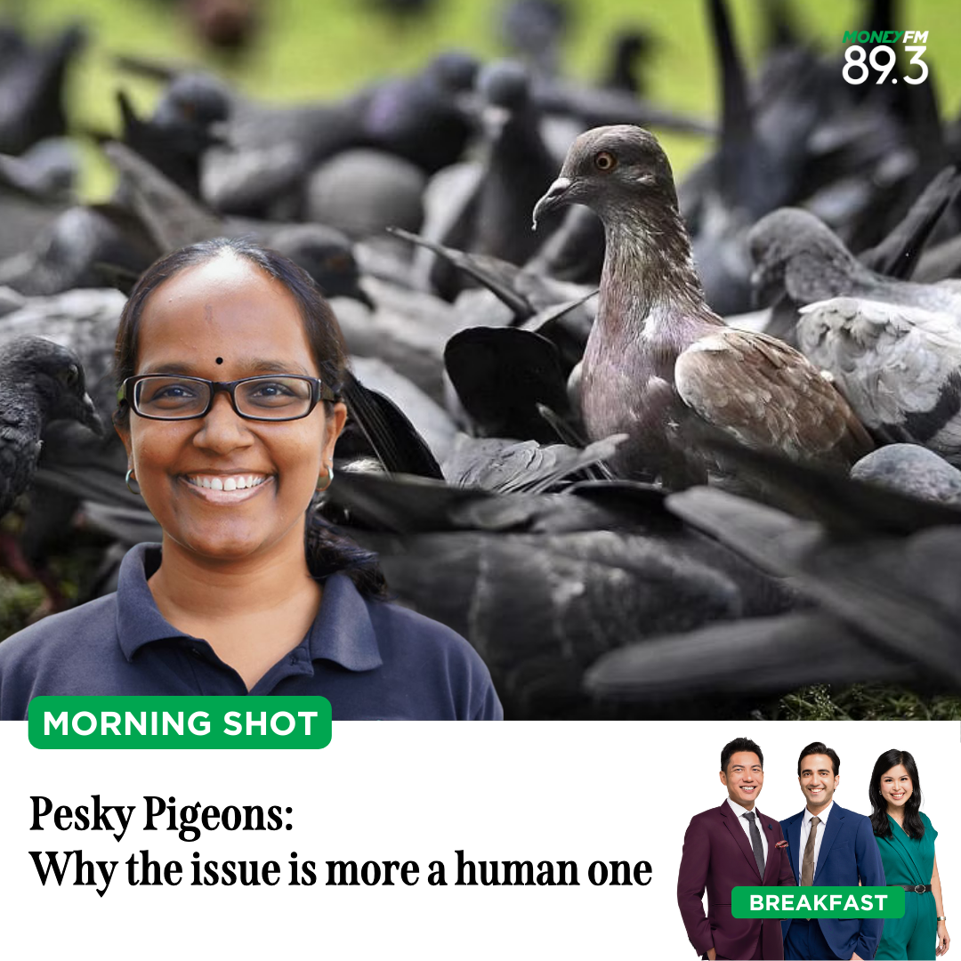 Morning Shot: Pesky Pigeons: Why the issue is more a human one