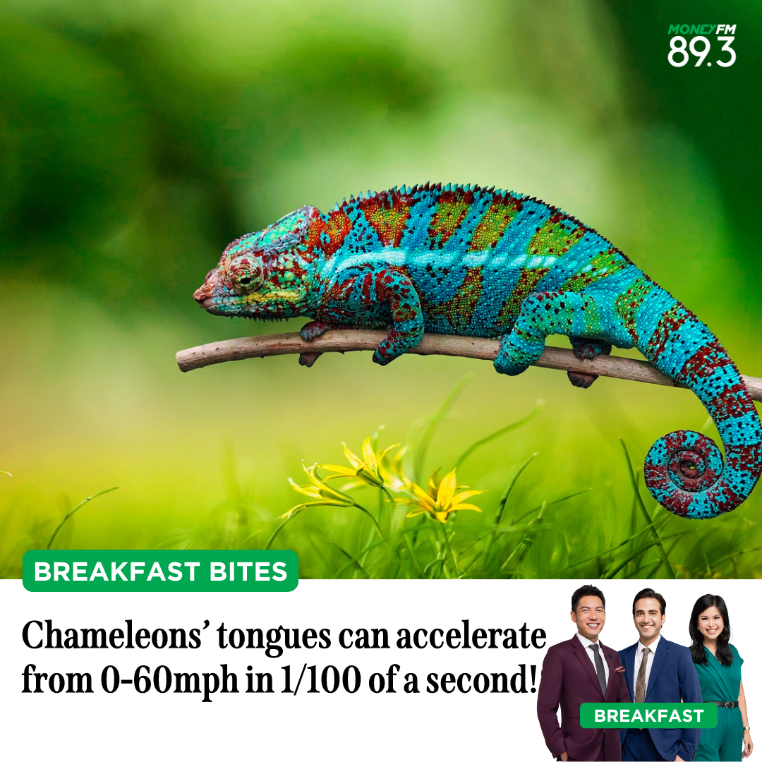 Breakfast Bites: Chameleons' tongues can accelerate from 0-60mph in 1/100 of a second!