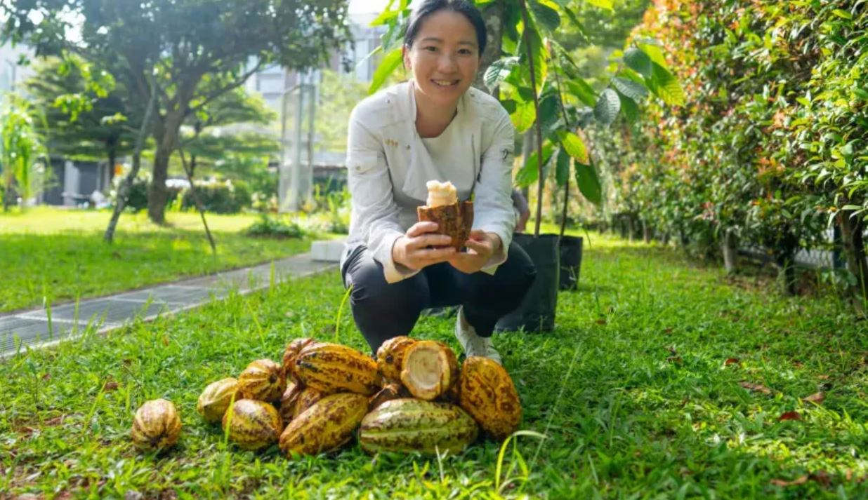 Mind Your Business: Can cacao trees be planted in Singapore?