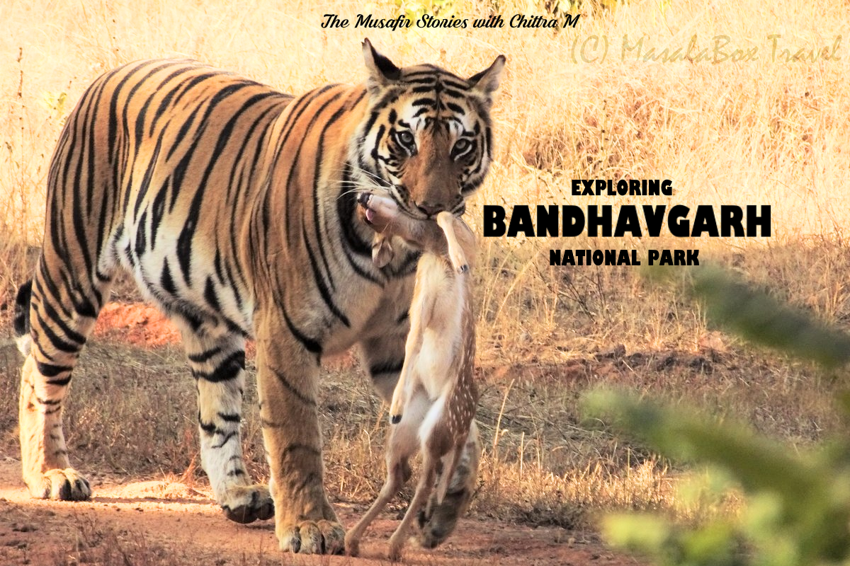 27: Bandhavghar National Park with Chittra M