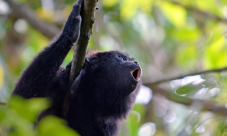 "Contabilizamos 146 monos muertos, lo que provoca esto es la degradación del hábitat": Experto