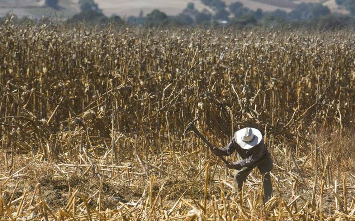 “Agricultores mexicanos deben tener todo para competir y hacerle frente al cambio climático”: CNA