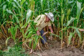 "Un gran problema es la inseguridad en zonas productoras y el tránsito de productos": Anaya