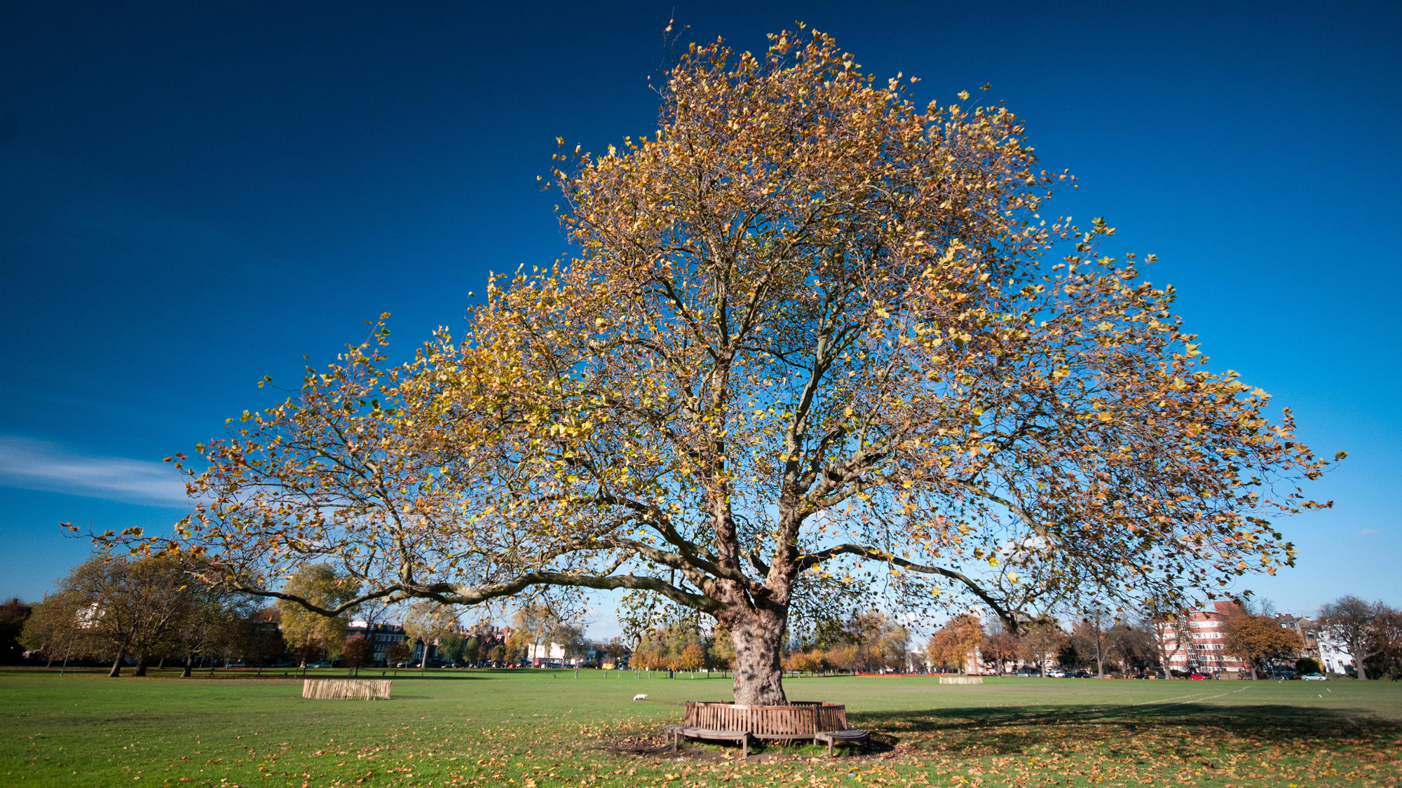 Tall Stories 122: Peckham Rye